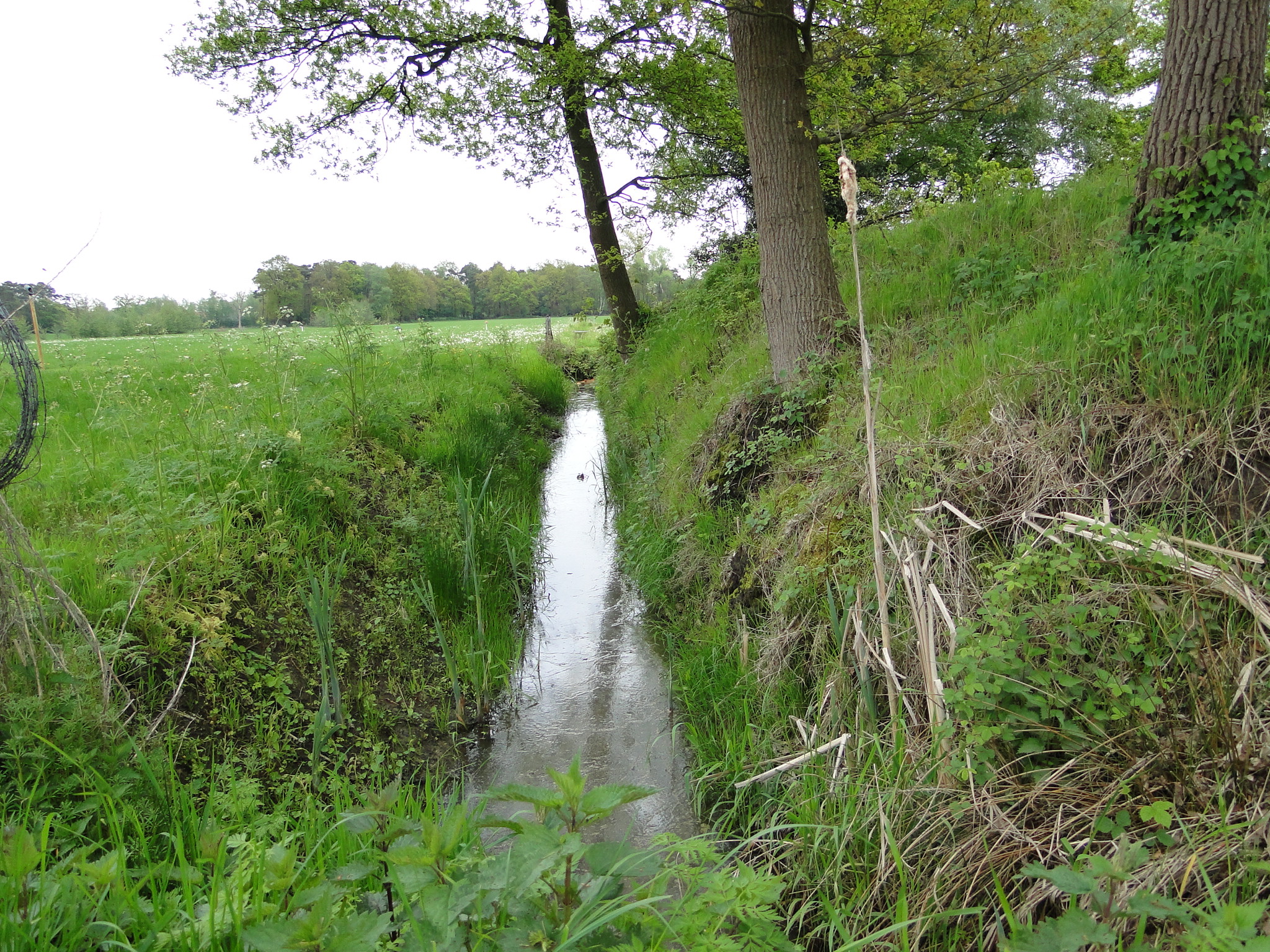 HWK 2010 095.jpg